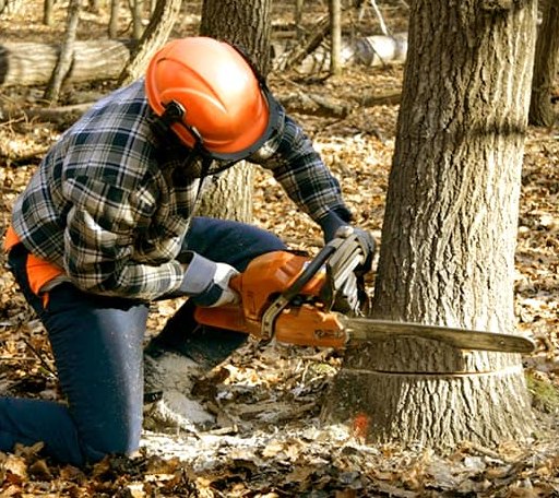 Tree Removal in Electric City, WA